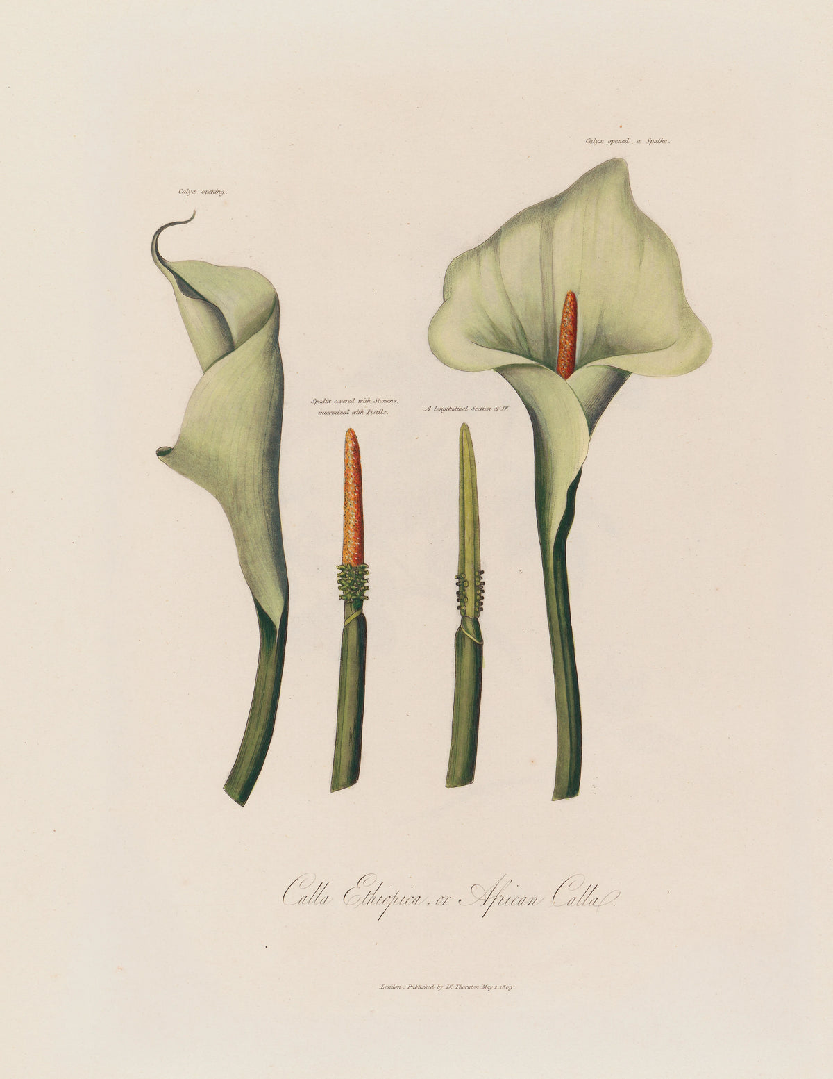 Robert John Thornton - Calla Ethiopica, or African Calla (1799-1810)