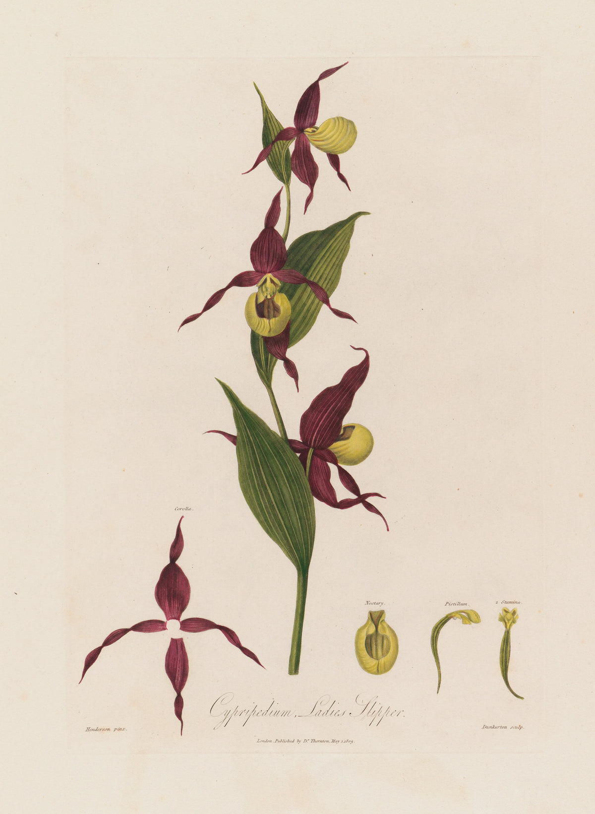 Robert John Thornton - Cypripedium, Ladies Slipper (1799-1810)