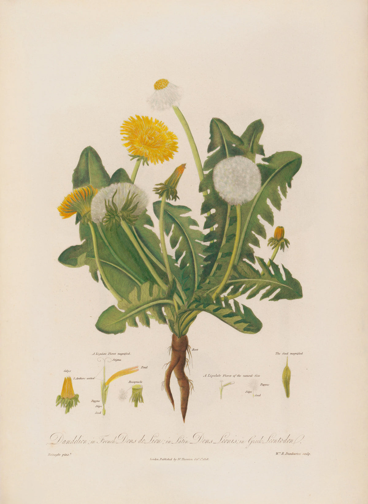Robert John Thornton - Dandelion ; in French Dens de Lion ; in Latin Dens Leonis ; in Greek Leontoden (1799-1810)