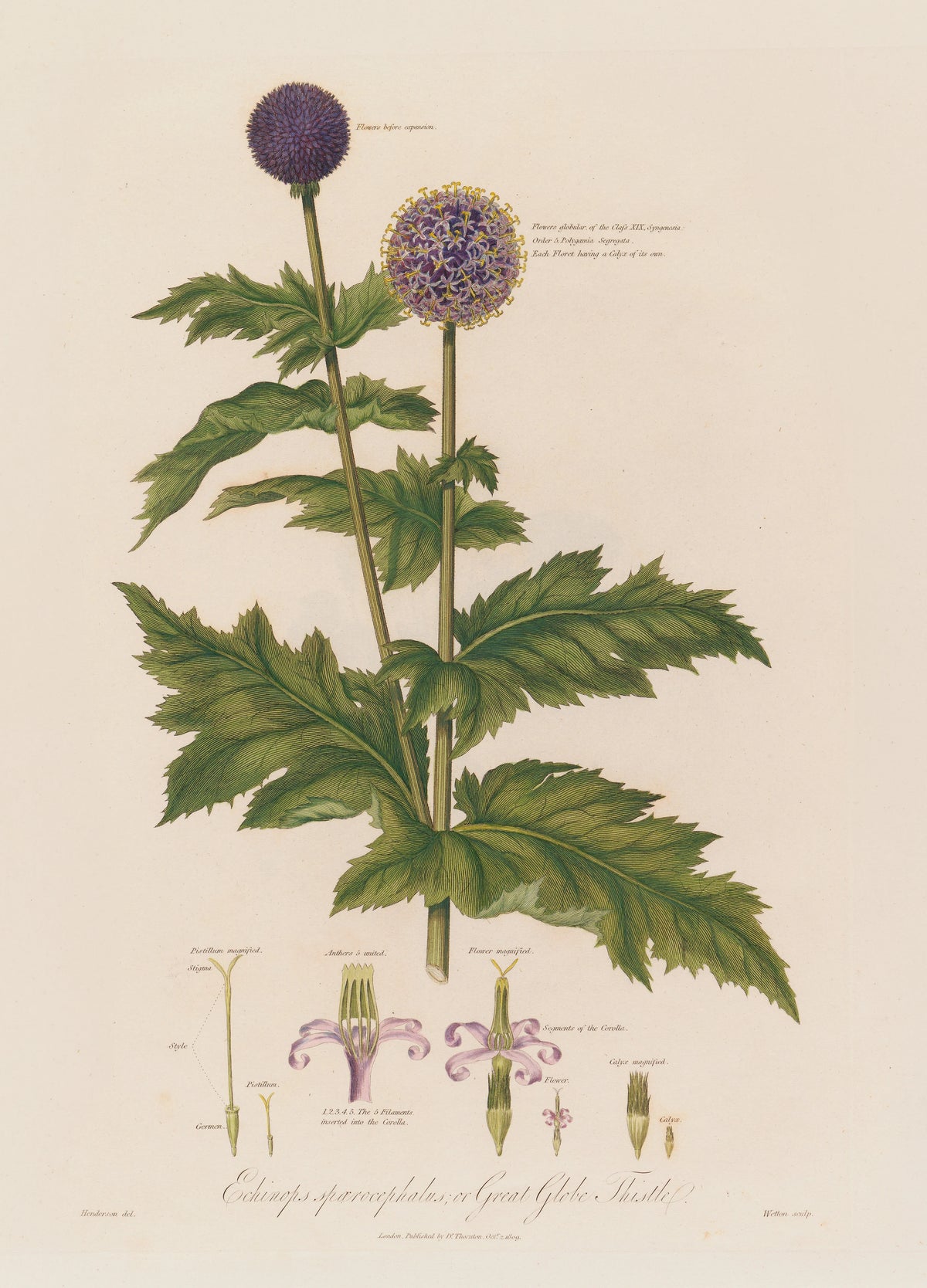 Robert John Thornton - Echinops spaerocephalus ; or Great Globe Thistle (1799-1810)