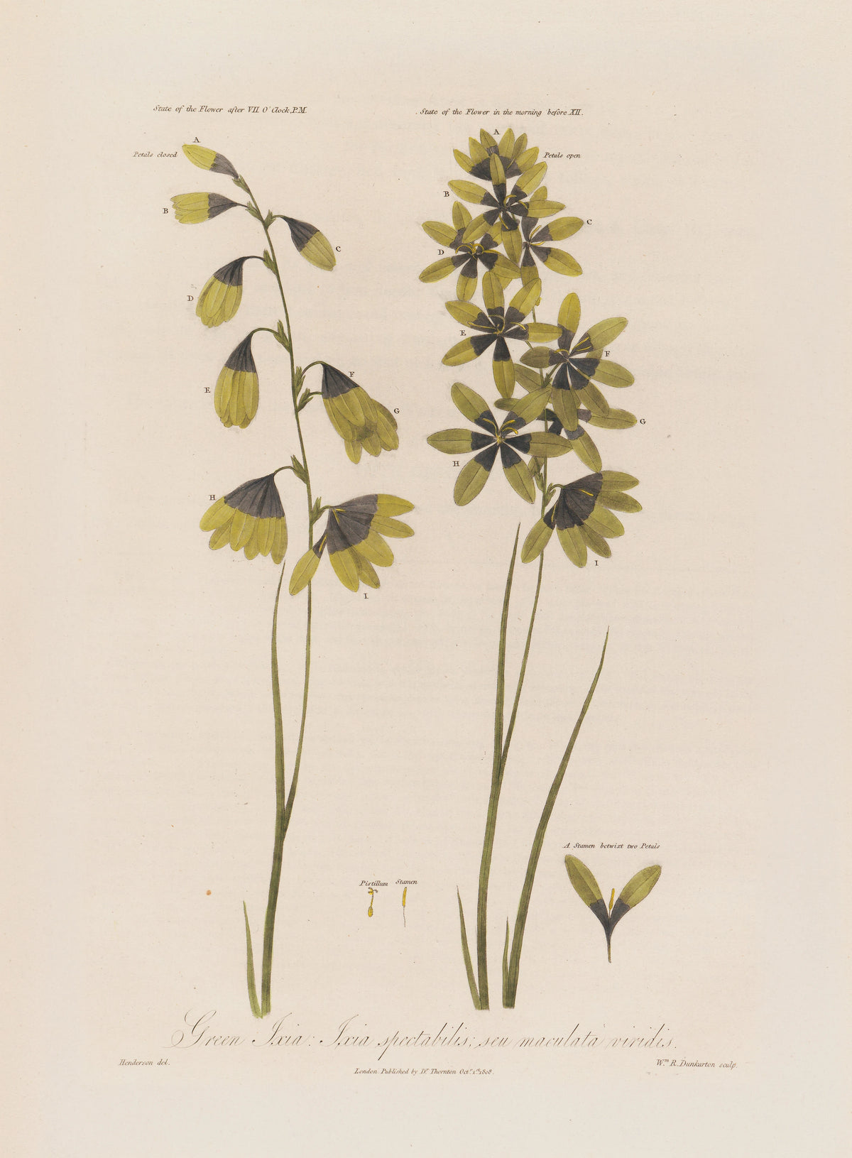 Robert John Thornton - Green Ixia; Ixia spectabilis; seu maculata viridis (1799-1810)