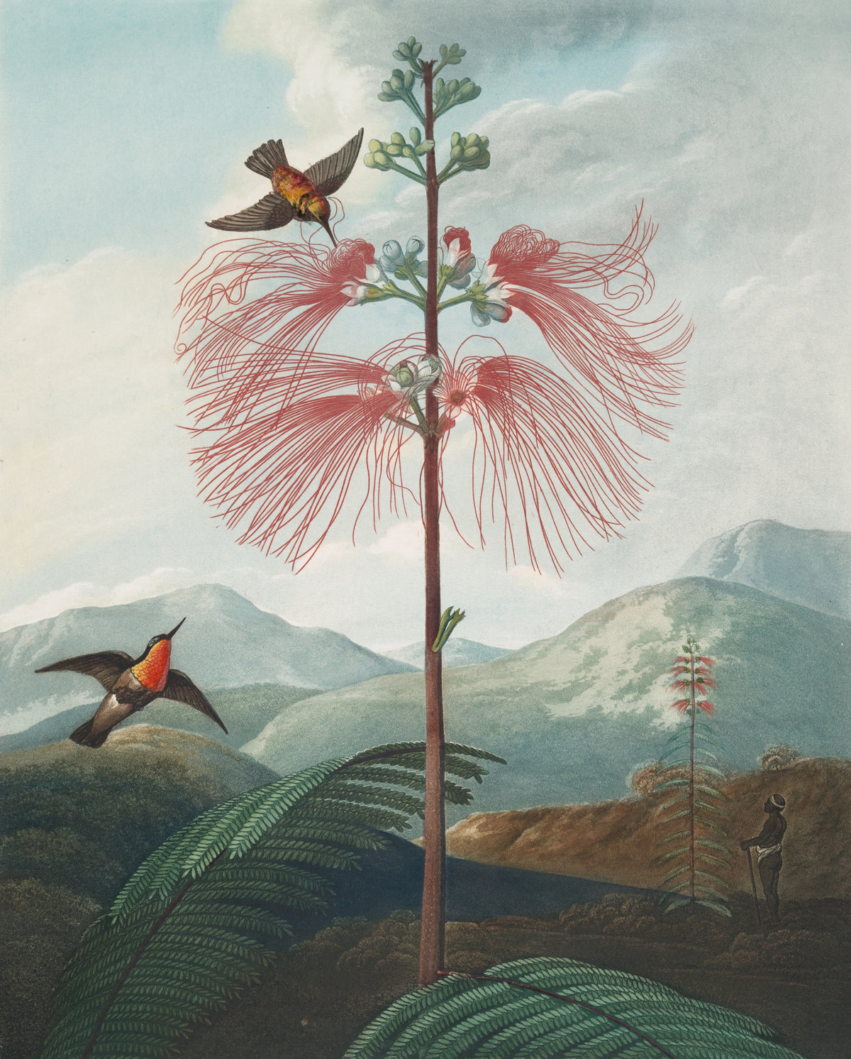 Robert John Thornton - Large flowering sensitive plant (1807)