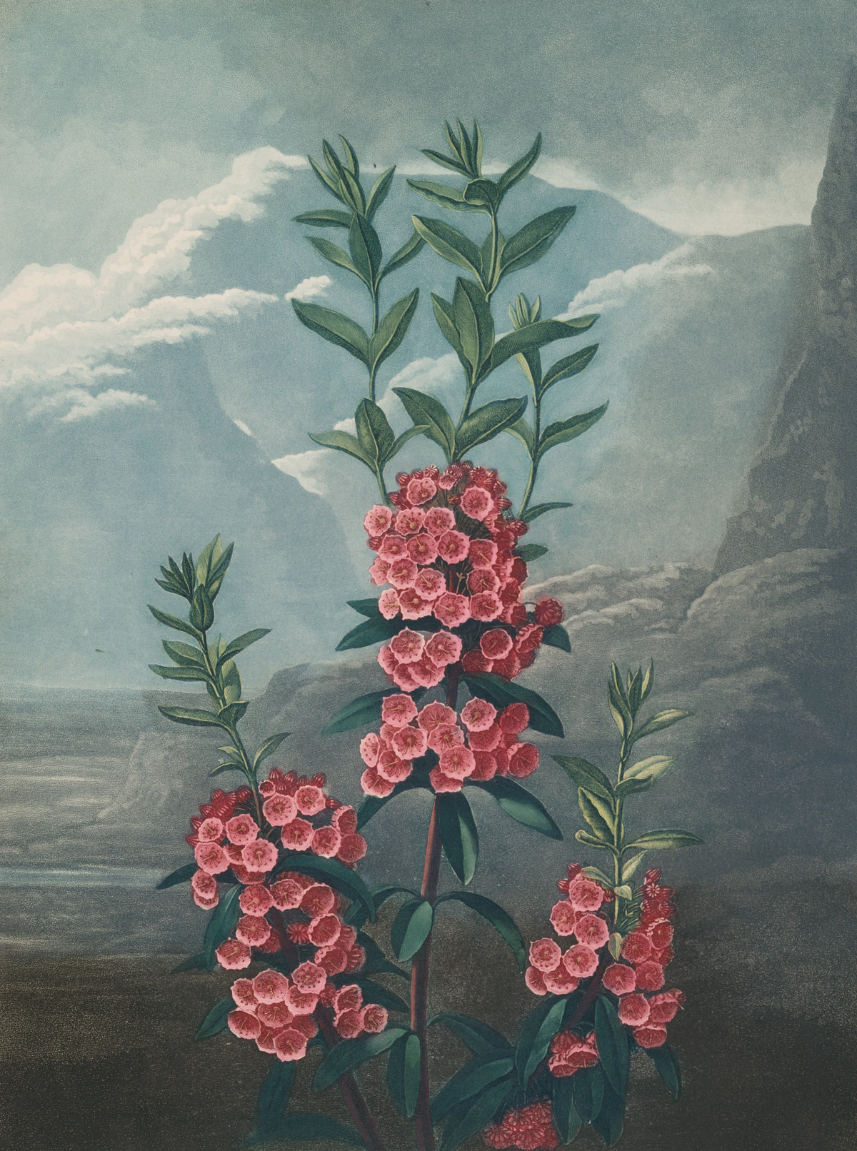 Robert John Thornton - Narrow-leaved kalmia (1807)