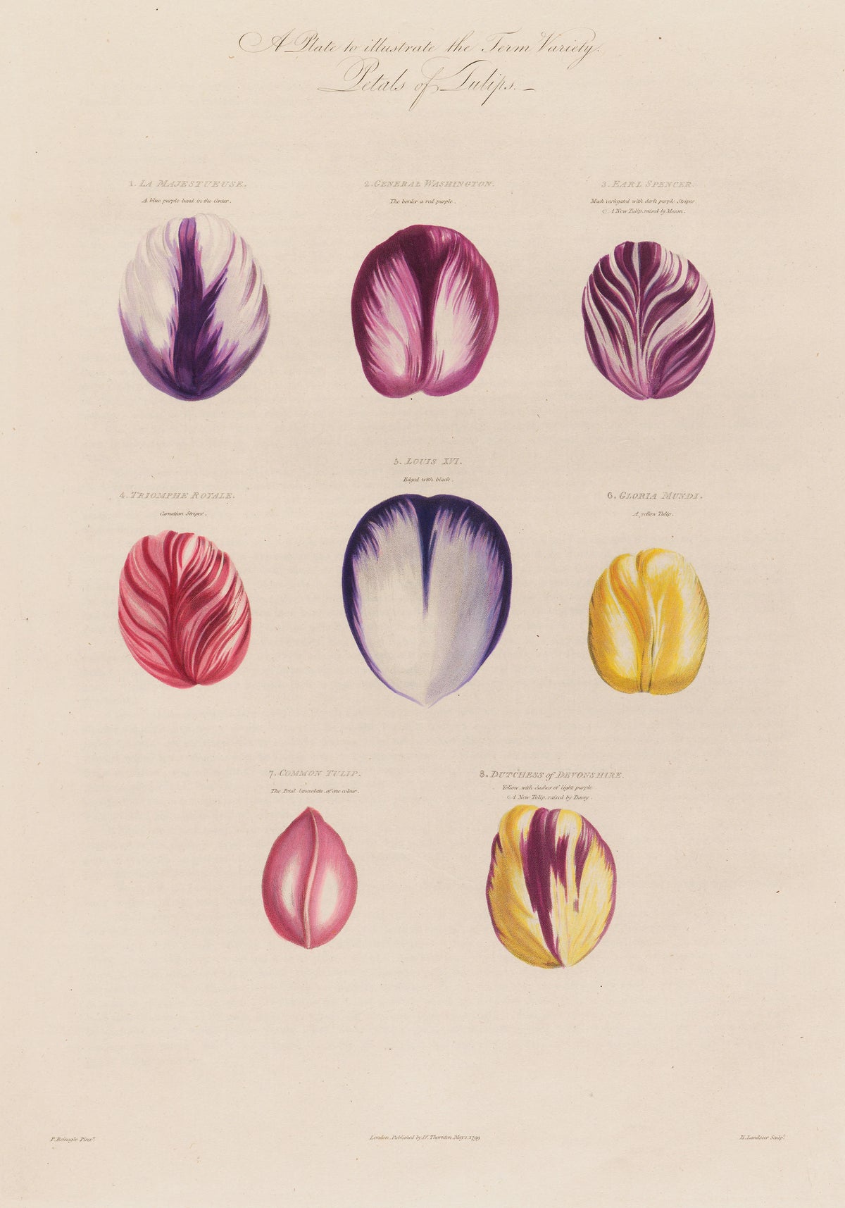 Robert John Thornton - Petals of Tulips (1799-1810)