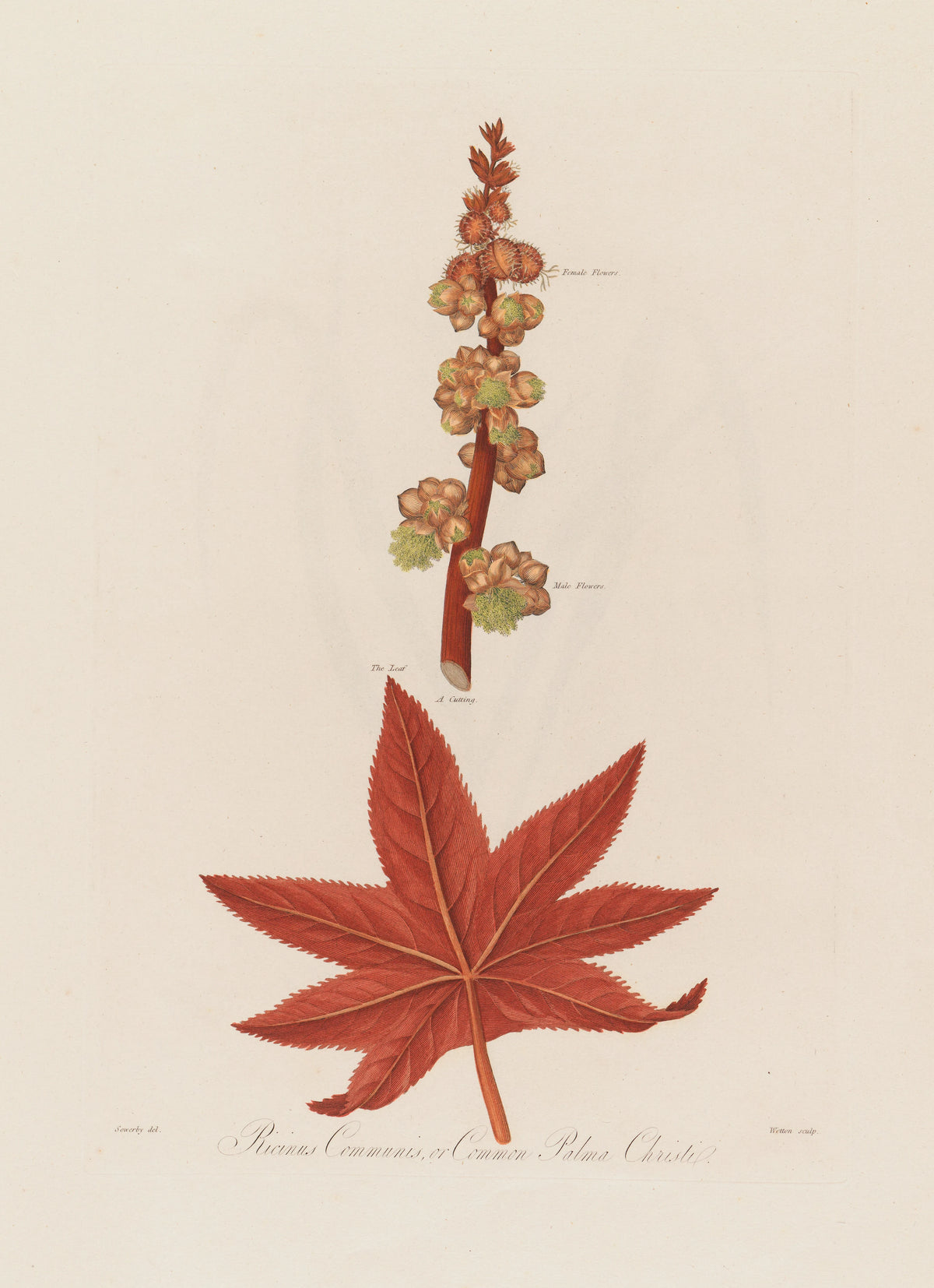 Robert John Thornton - Ricinus Communis, or Common Palma Christi (1799-1810)