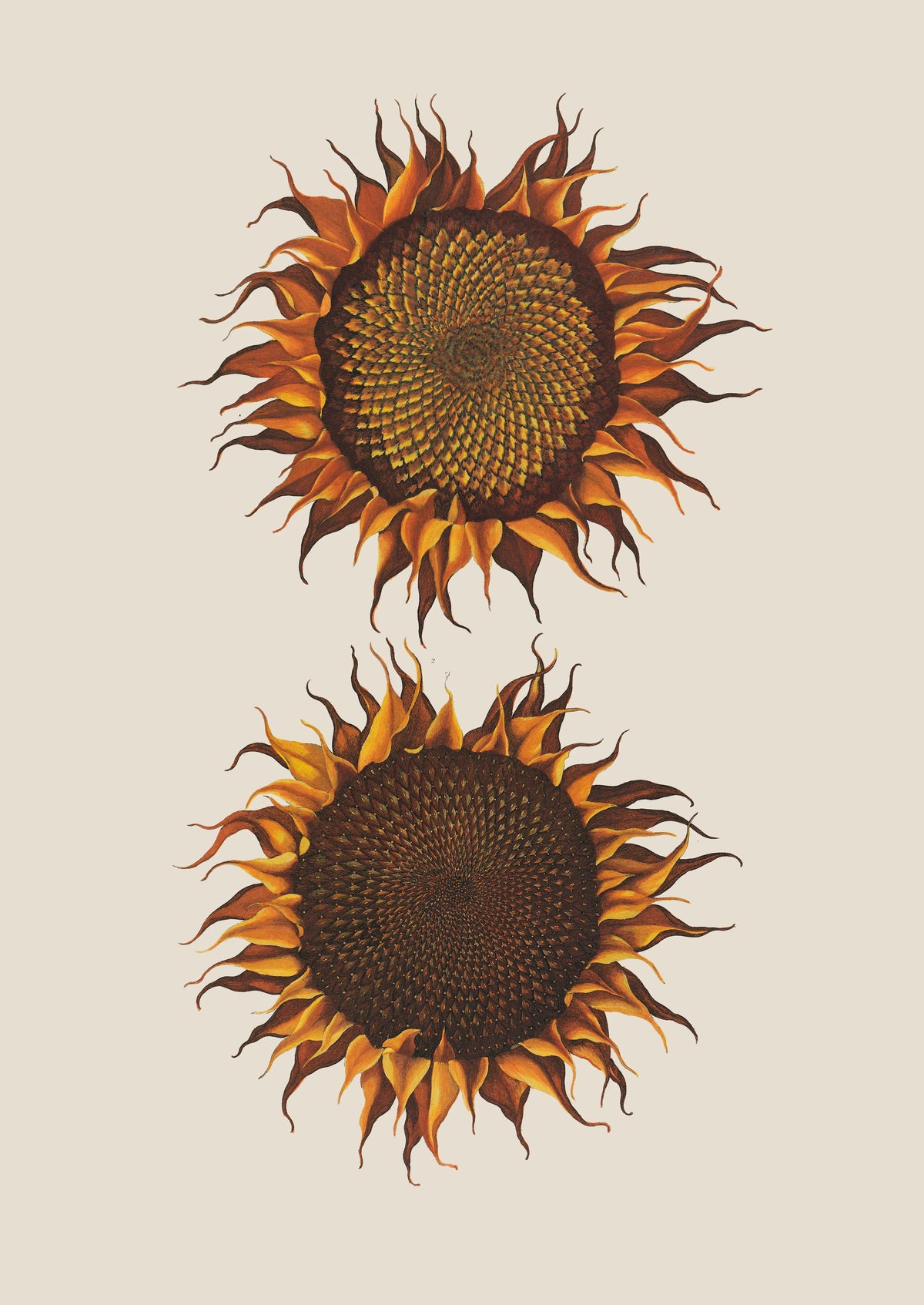 Robert John Thornton - Ripe Sunflower (1799-1810)