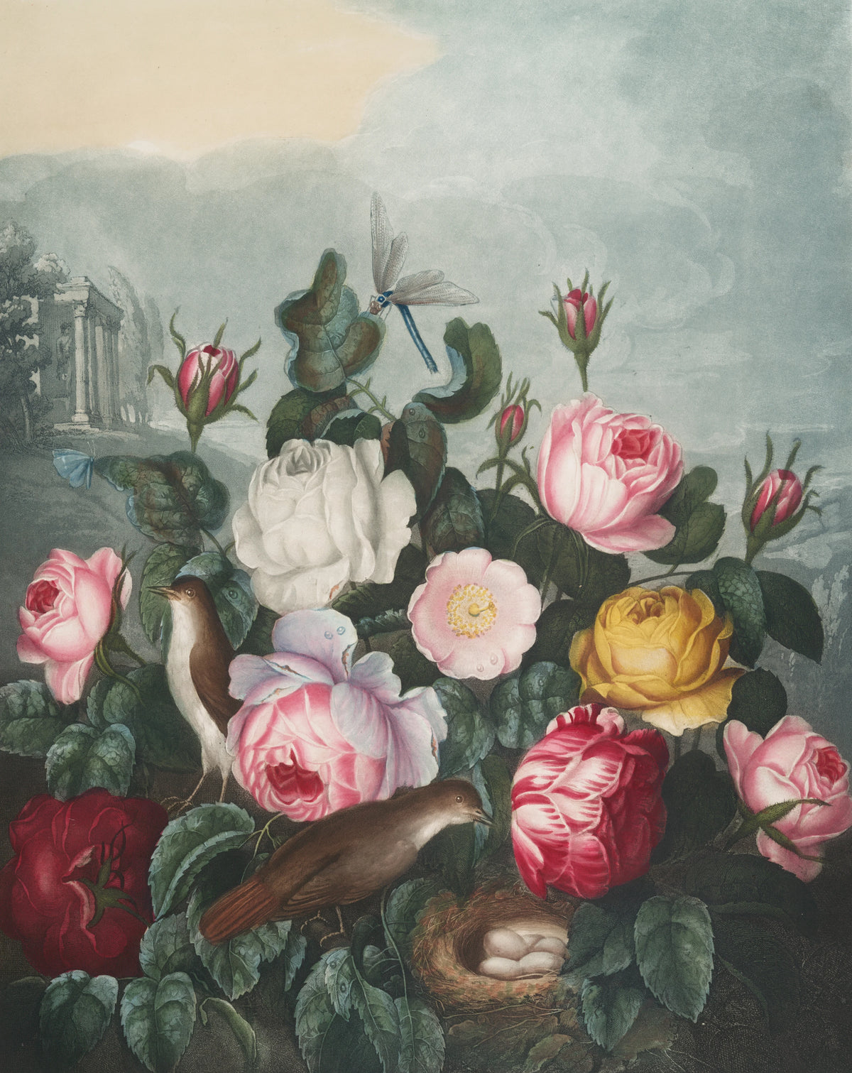Robert John Thornton - Roses (1807)