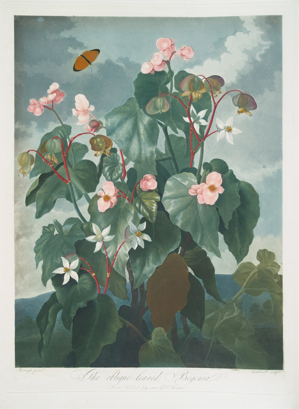 Robert John Thornton - The Oblique-Leaved Begonia (1799-1807)