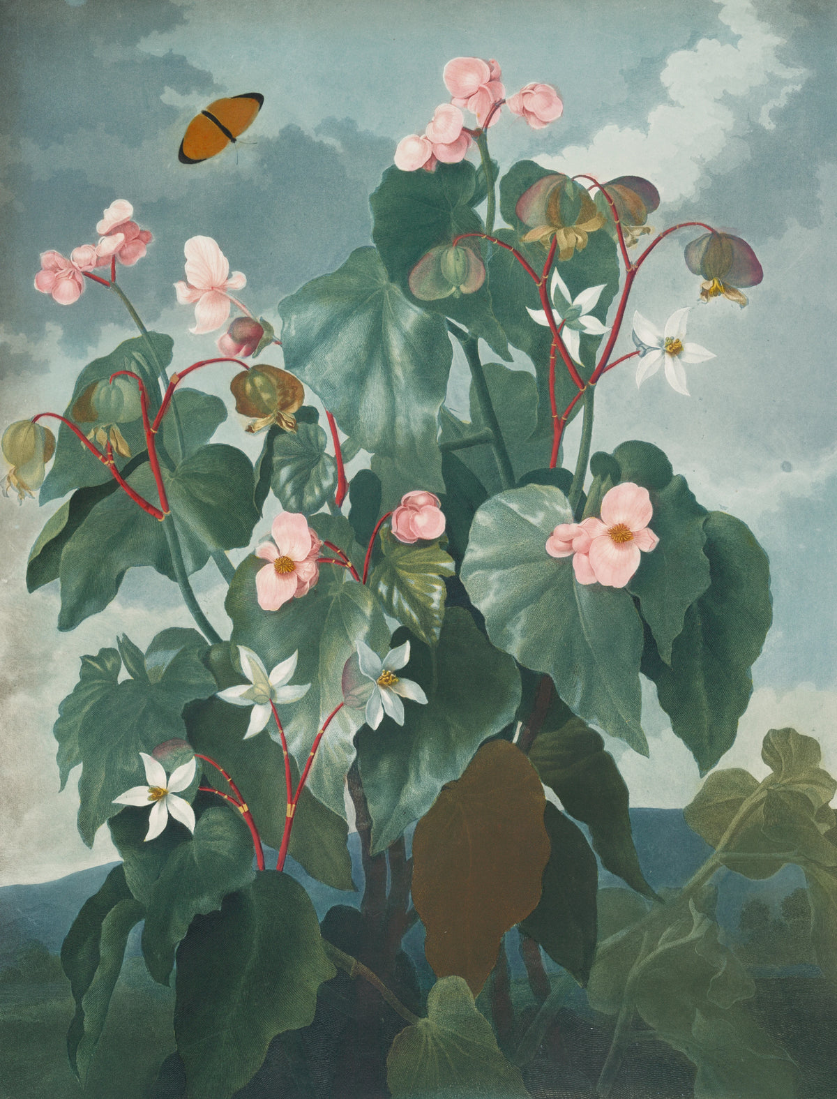Robert John Thornton - The oblique-leaved begonia (1807)