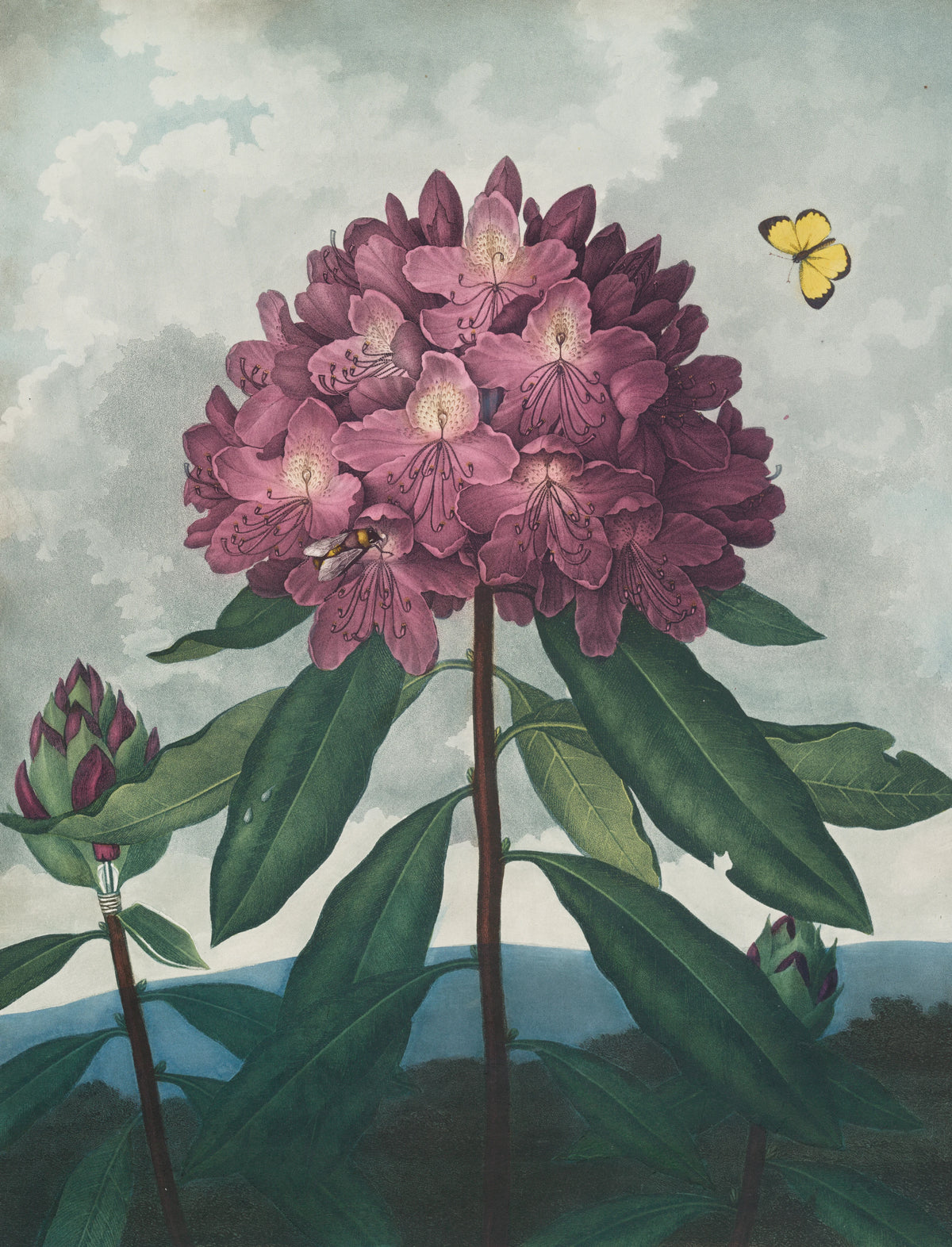 Robert John Thornton - The pontic rhododendron (1807)