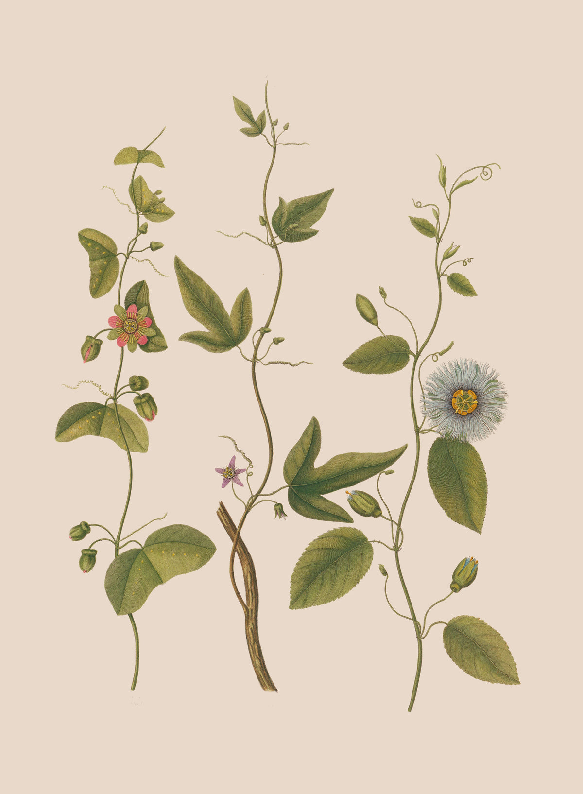 Robert John Thornton - Three Species of Passion-flowers. The Dotted, The Cork, The Serrated (1799-1810)