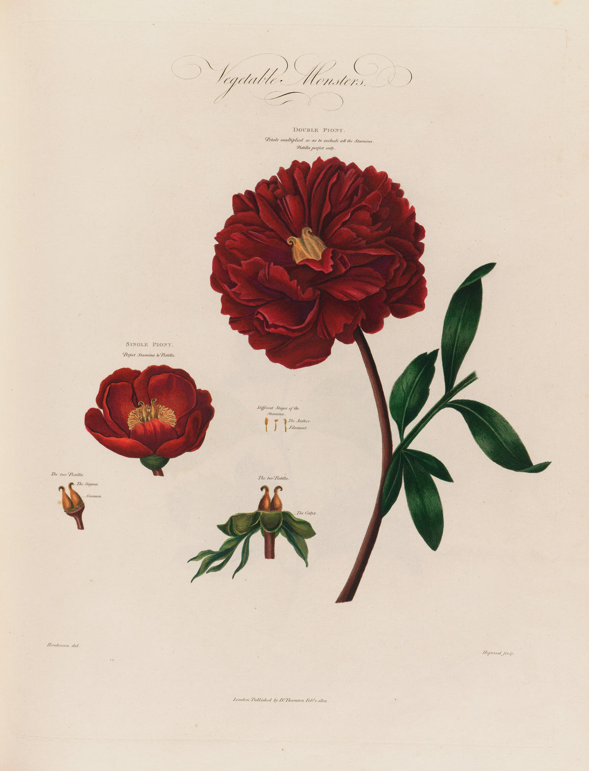 Robert John Thornton - Vegetable Monsters [Piony] (1799-1810)