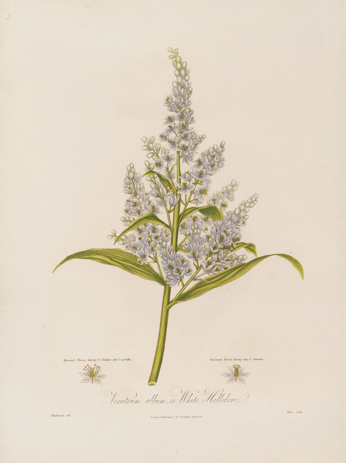 Robert John Thornton - Veratrum album, or White Hellebore (1799-1810)