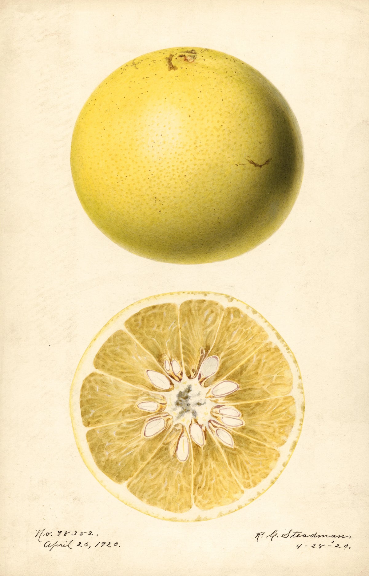 Royal Charles Steadman - Citrus paradisi (1920)