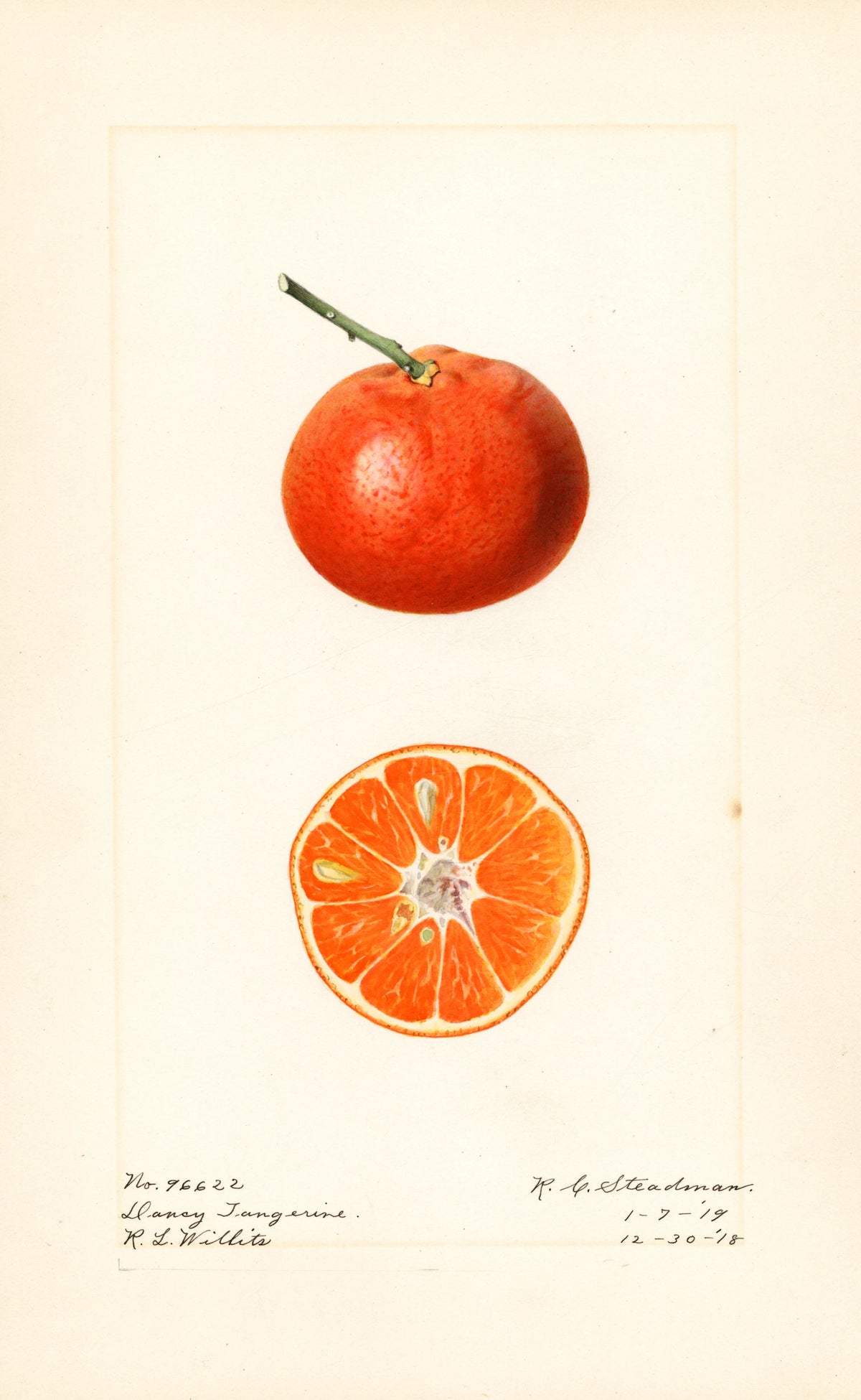 Royal Charles Steadman - Citrus reticulata Dancy (1919)
