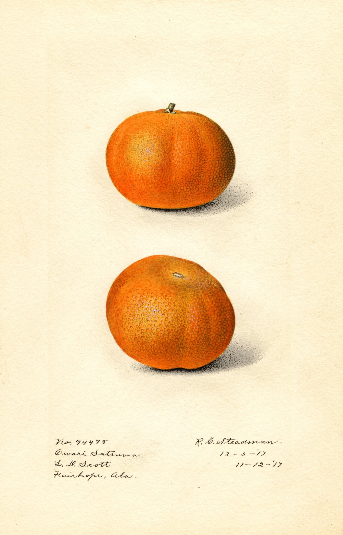 Royal Charles Steadman - Citrus sinensis Owari Satsuma (1917)