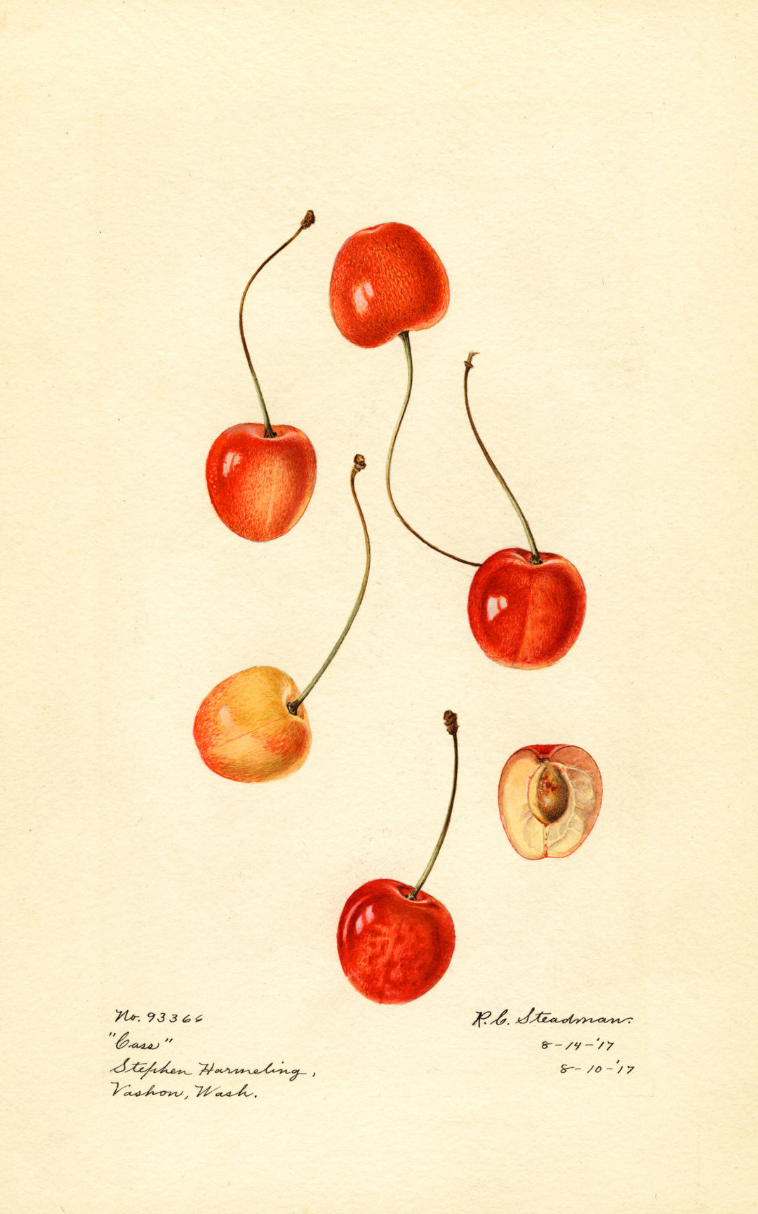 Prunus avium Cass (1917)