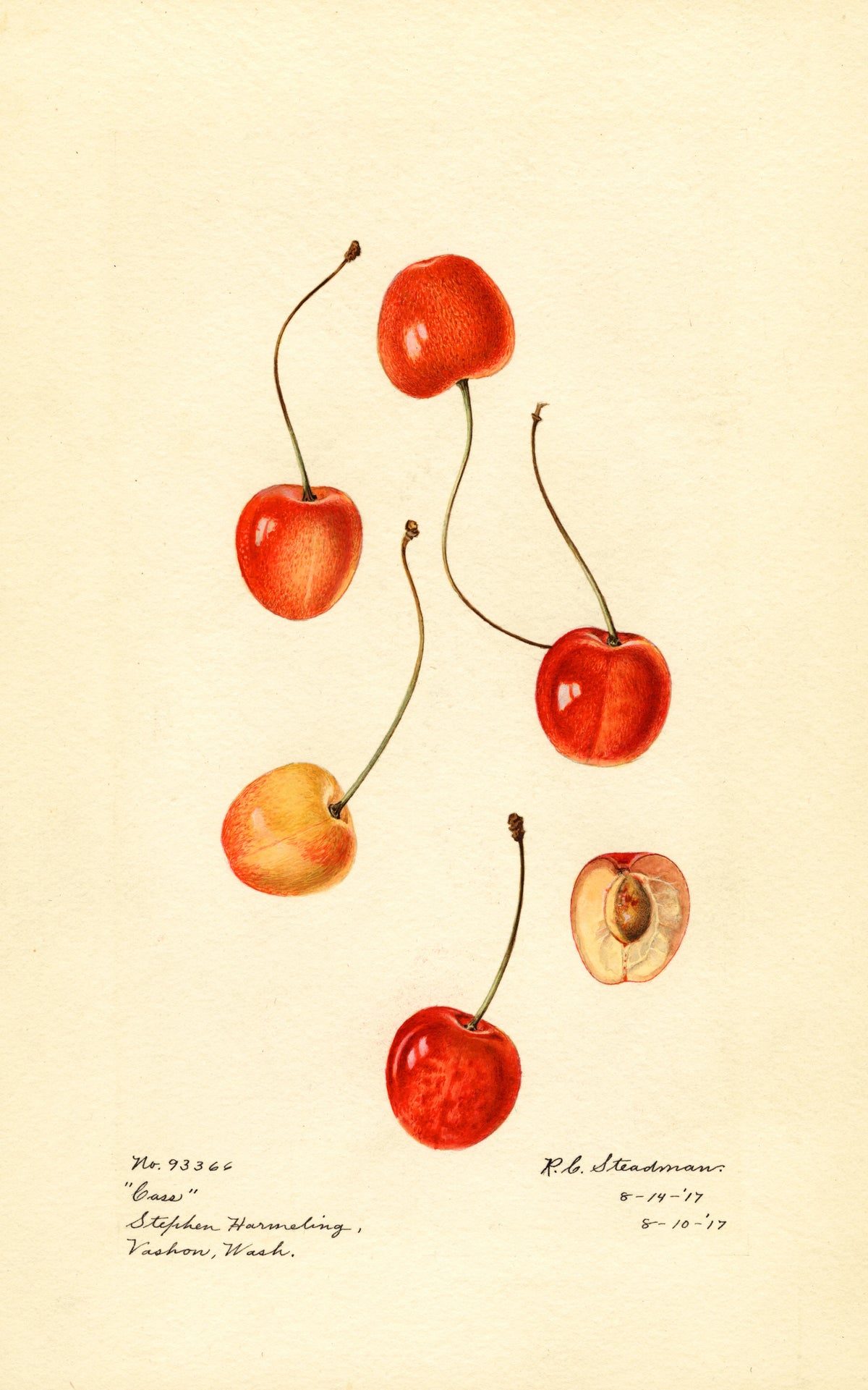 Royal Charles Steadman - Prunus avium Cass (1917)