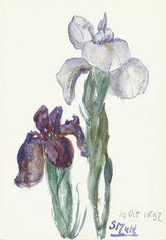 Irissen (1897)