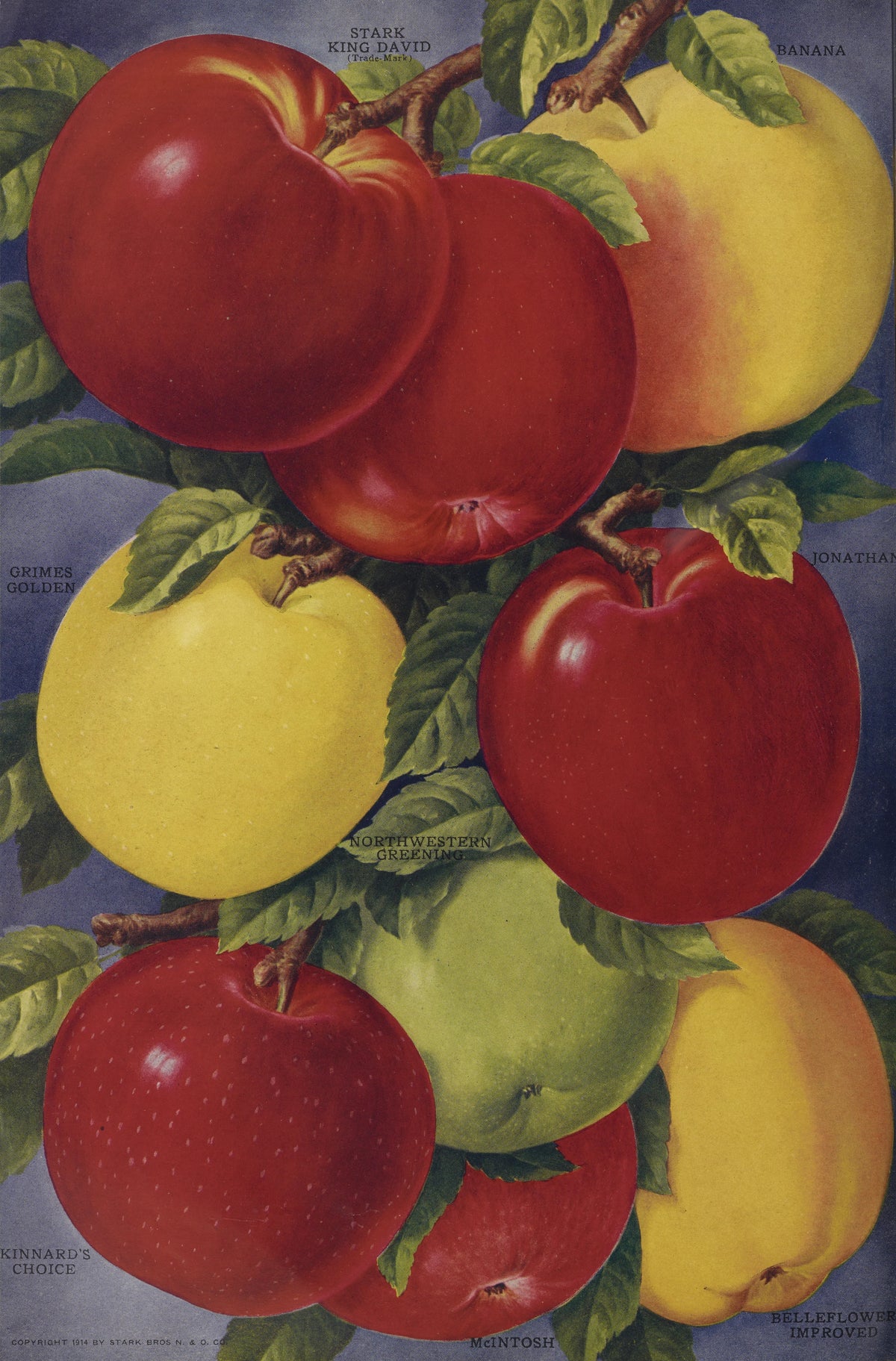 Stark Bro's Nurseries & Orchards Co - Apples (1916)