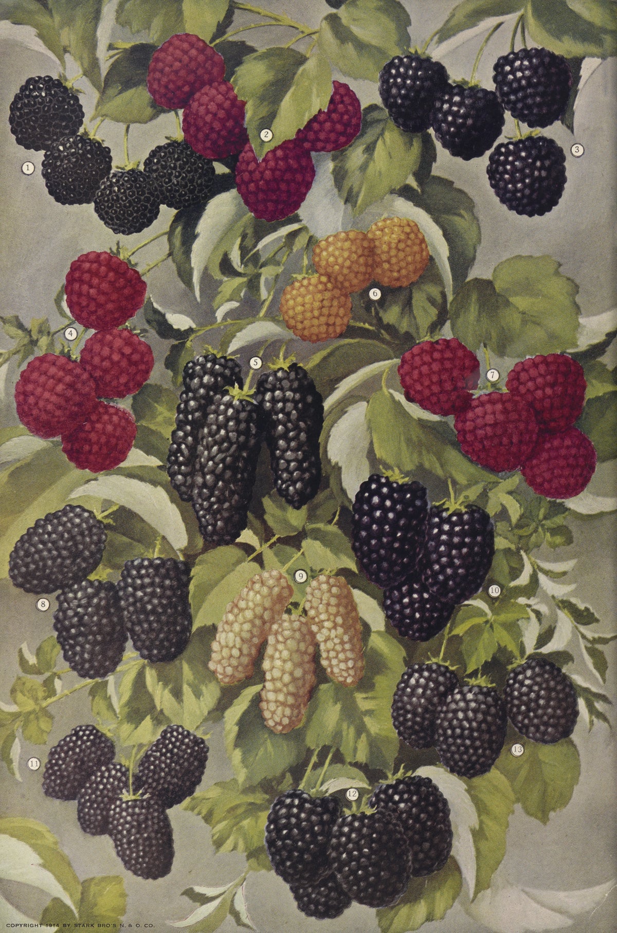 Stark Bro's Nurseries & Orchards Co - Berries (1916)