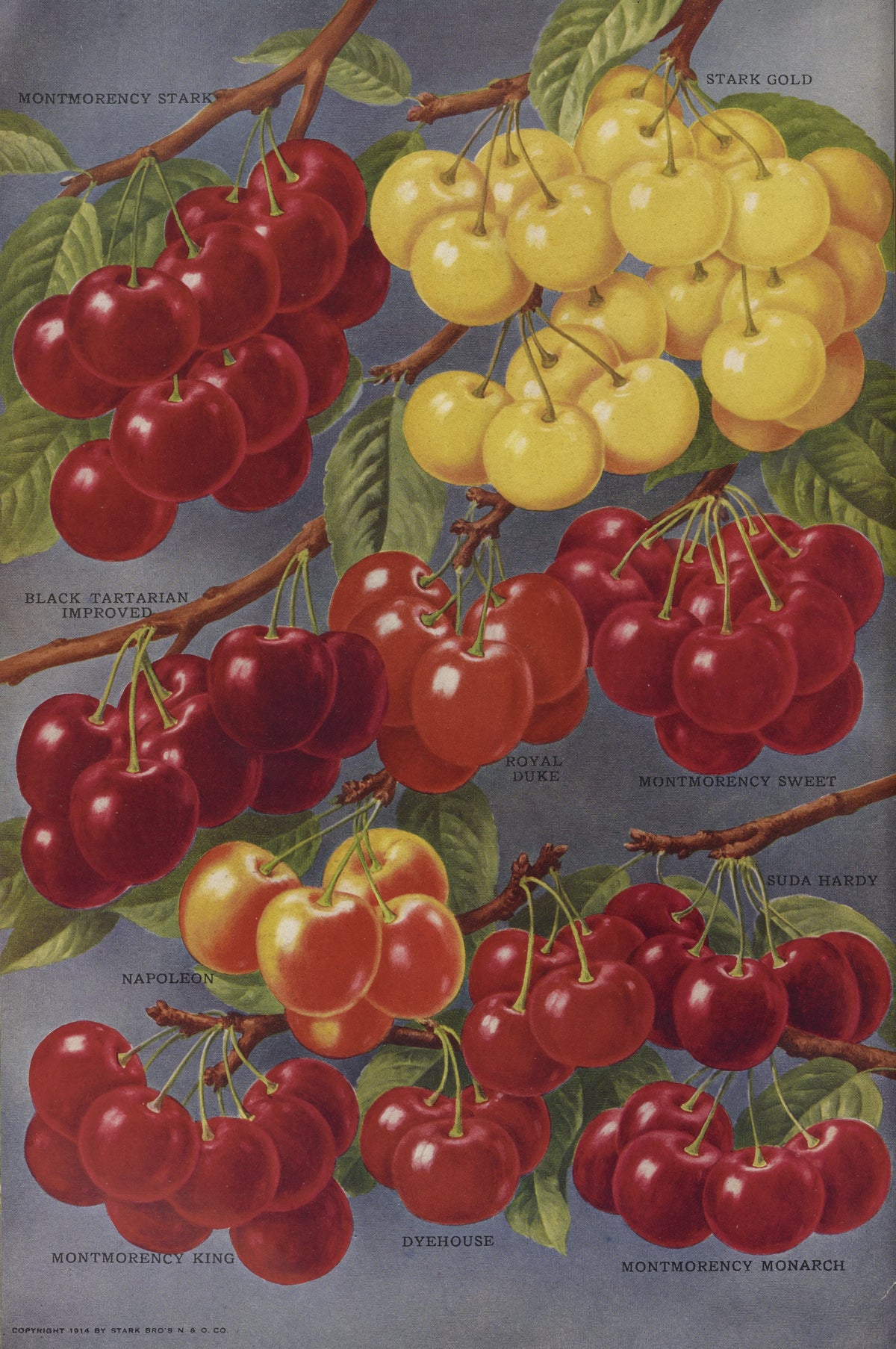 Stark Bro's Nurseries & Orchards Co - Cherries (1916)