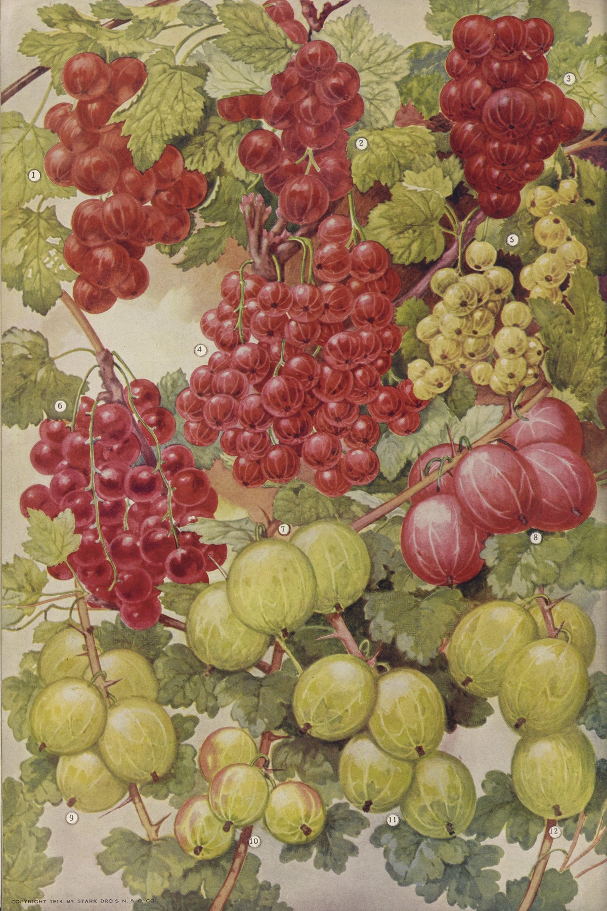 Stark Bro's Nurseries & Orchards Co - Currants (1916)