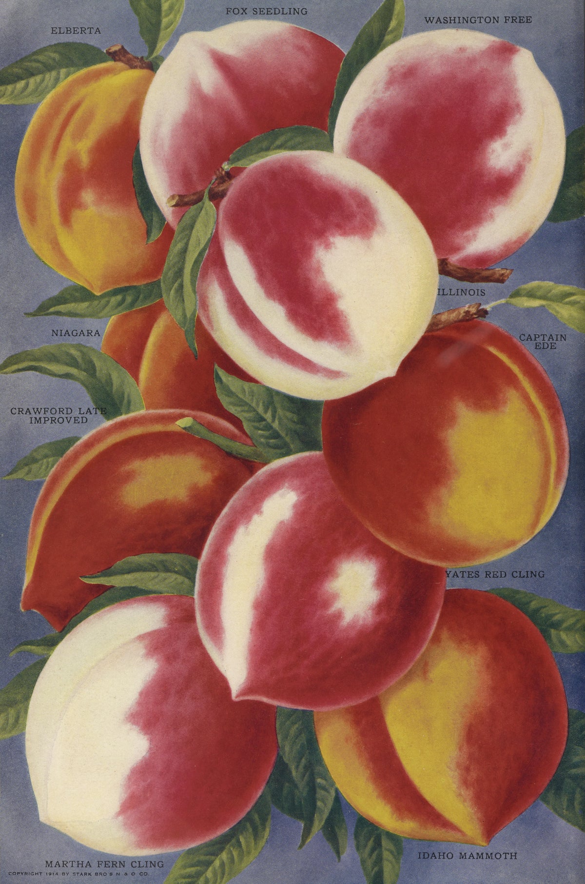Stark Bro's Nurseries & Orchards Co - Peaches (1916)