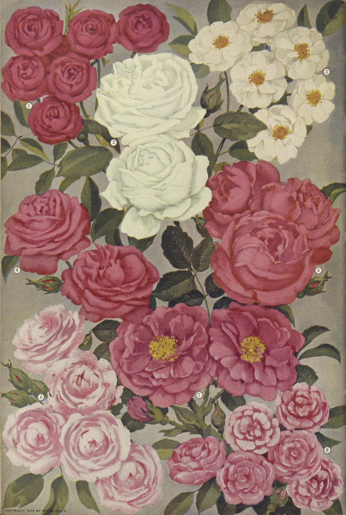 Stark Bro's Nurseries & Orchards Co - Roses (1916)