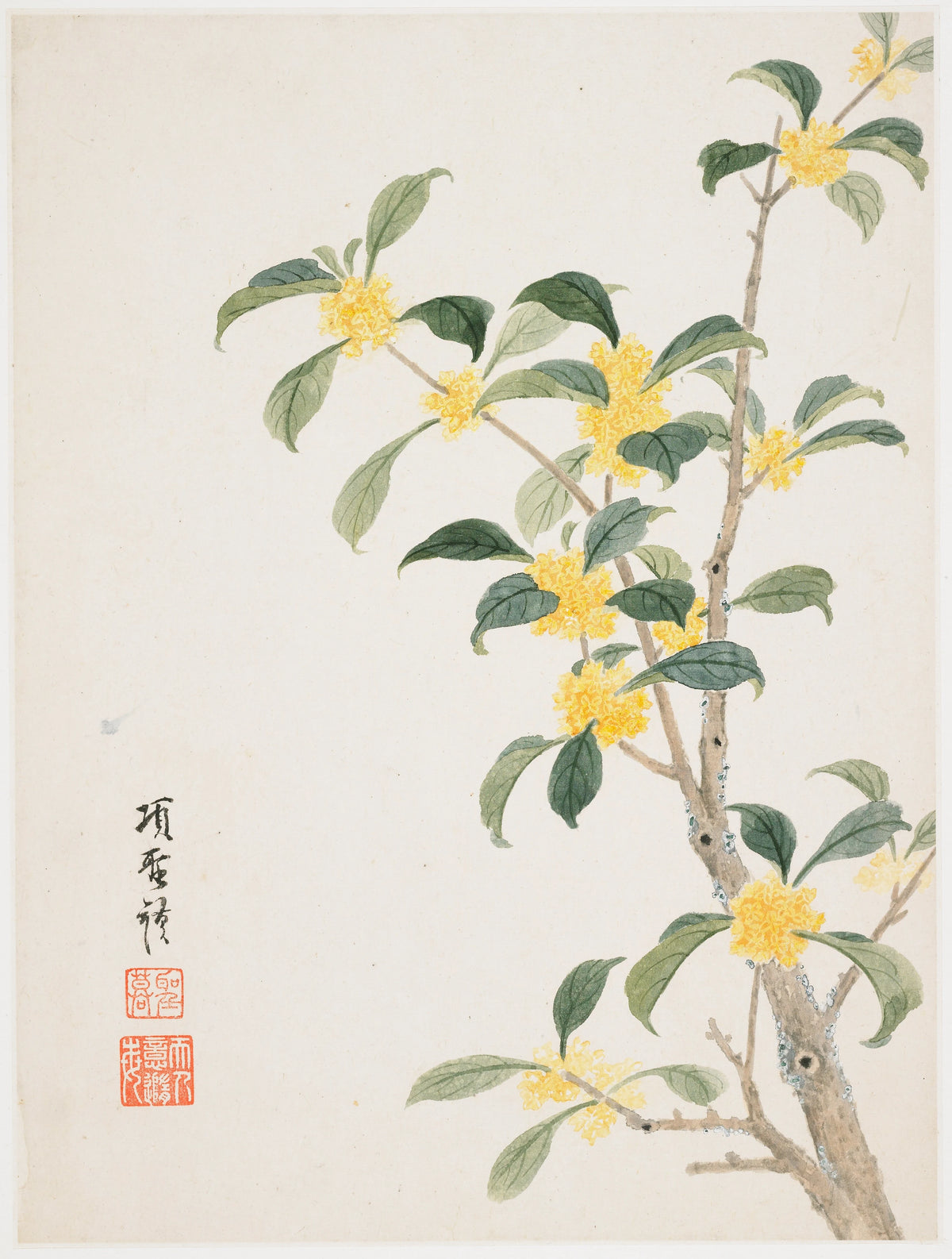 Xiang Shengmo - Cassia Blosso (1656)